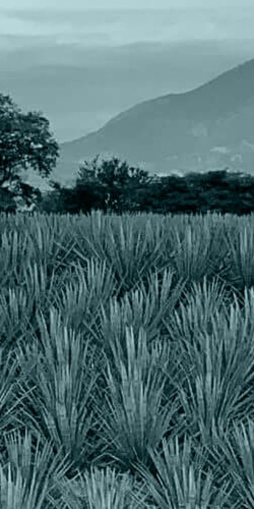 PLANTADO POR 5 AÑOS